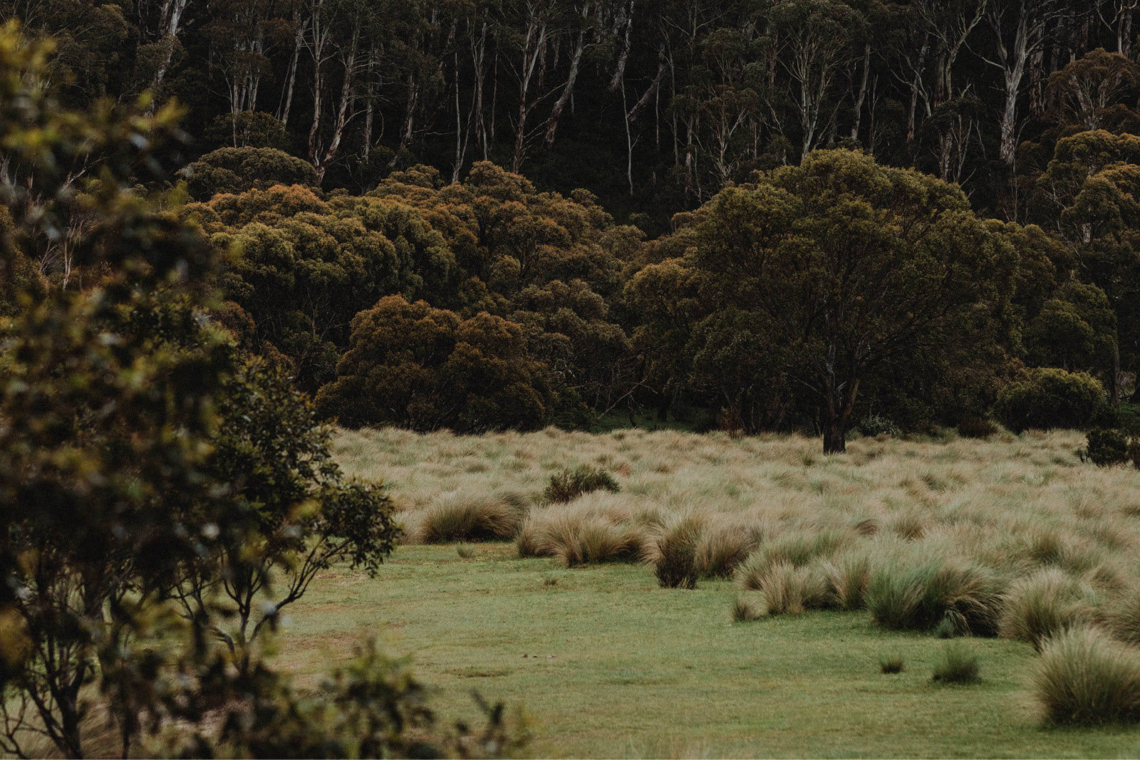 Conscious From The Start: Why We Chose RWS-Certified Australian Merino Wool